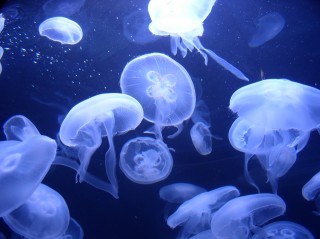 Moon Jellyfish4