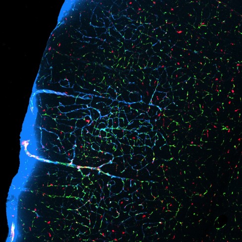 When mice sleep, ﬂuid-filled channels (pale blue) between neurons expand and flush out waste.