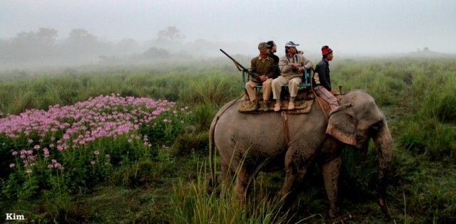 Kaziranga National Park 276