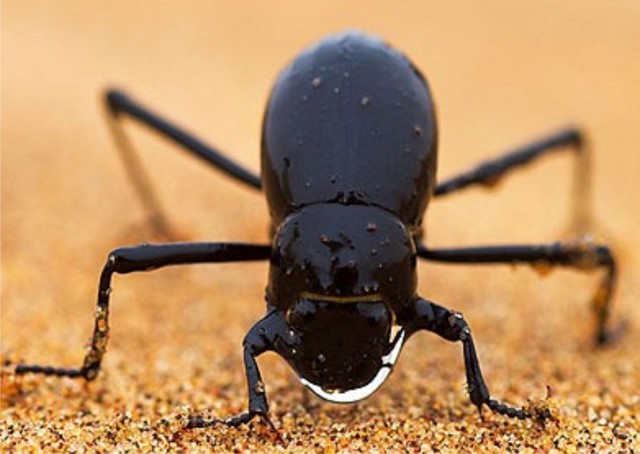 namib-desert-beetle