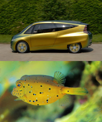 ocean-biomimicry-box-fish-car