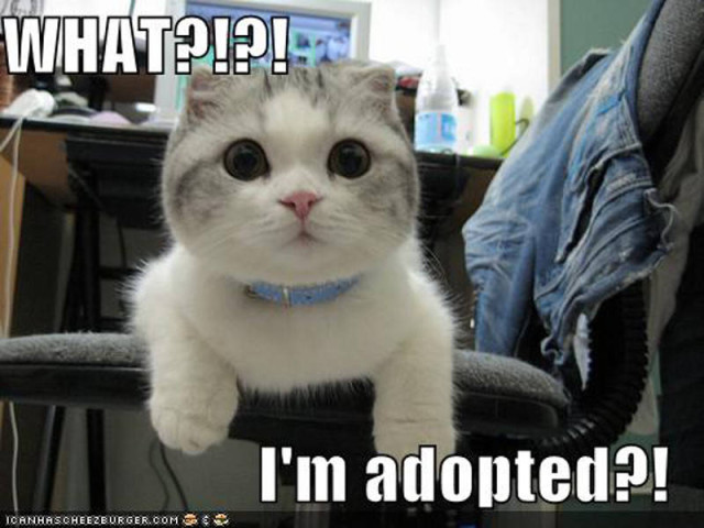 pet-adopt1