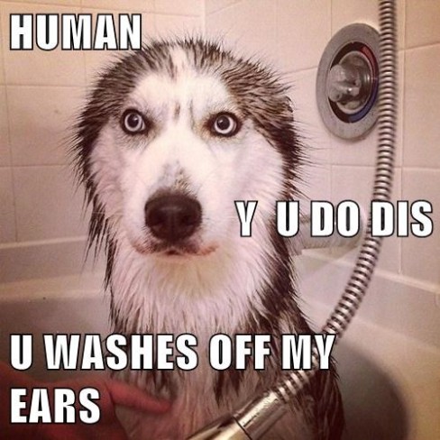 Human-Gives-Husky-a-Bath-Y-U-Do-This-Meme