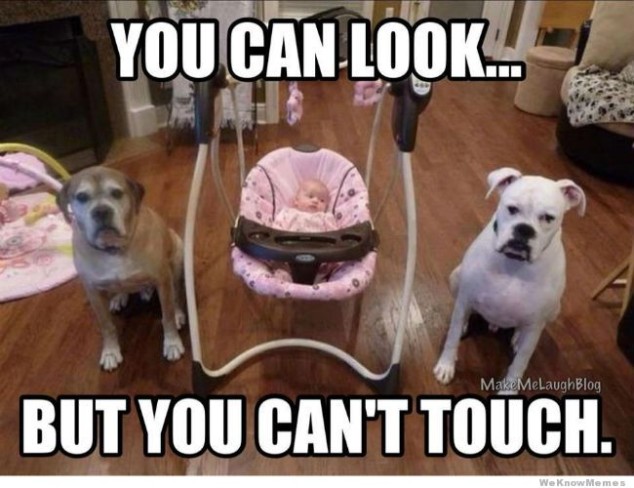 baby-guard-dogs