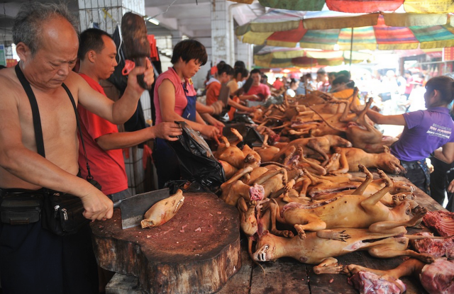 Dog-meat-festival-in-Yulin-China