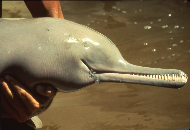 Indus-River-Dolphin-Ted-Stephenson