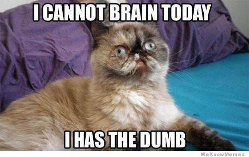 i-cannot-brain-today-i-has-the-dumb-cat