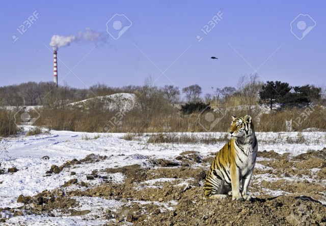 10820549-A-tiger-sits-as-a-smokestack-pollutes-the-air-and-his-habitat-is-destroyed-Stock-Photo