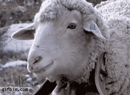1284719828_dramatic-sheep