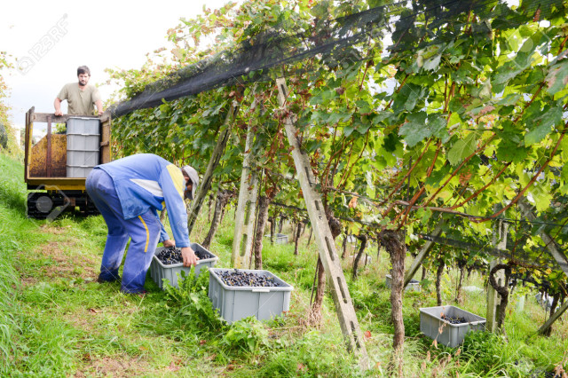 Porza, Switzerland - 24 September 2014: People harvesting grape on a vineyard at Porza near Lugano on Switzerland