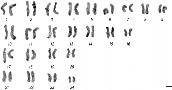 Fig-4-Argyrosomus-regius-Diploid-karyotype-of-meagre-control-with-2n-48