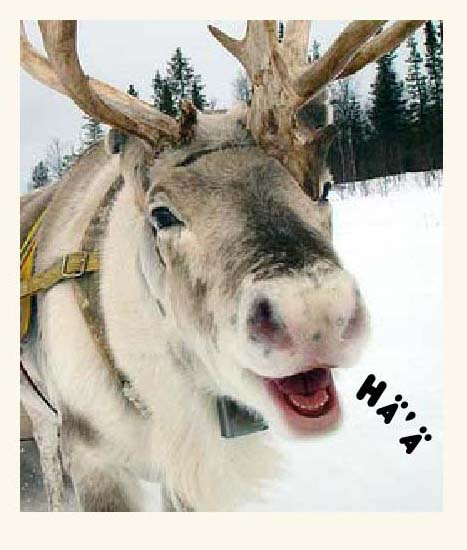 42-reindeer-interview