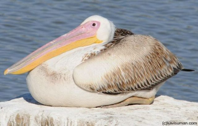 rosy pelican__3715