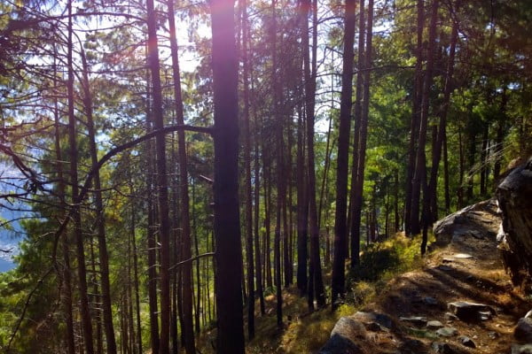 Pine forest in Uttarakhand