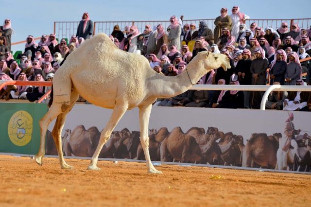 beauty pageants for camels