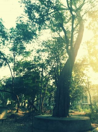 The Break-Up Tree - EFLU, Hyderabad
