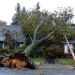 sandy_tree_top1