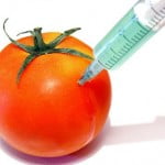 gmO-tomato1