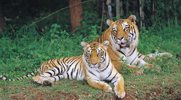 bannerghatta-national-park