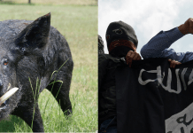 ISIS Pigs Killed By Four-Legged Pigs In The Islamic State’s Latest Setback