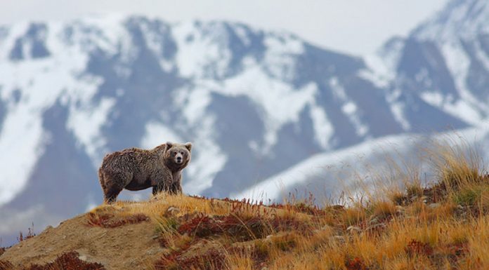 The Day I Was Chased By A Brown Bear In Foot-Deep Snow