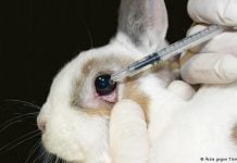 These Brands Test On Animals, Till Date! testing on animals