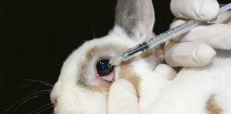 testing on animals