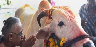 gau mata