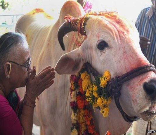 How The Gau Mata Has Become The Menacing Mata gau mata