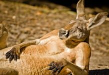 Go On Eat All The Oreos, Self-Control Is Overrated Anyway