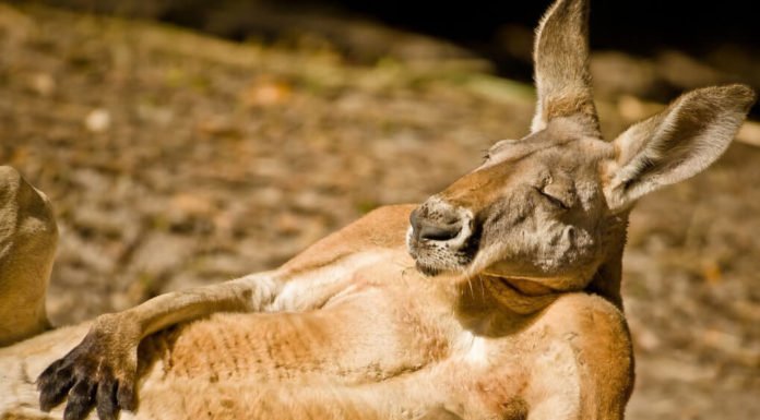 Go On Eat All The Oreos, Self-Control Is Overrated Anyway