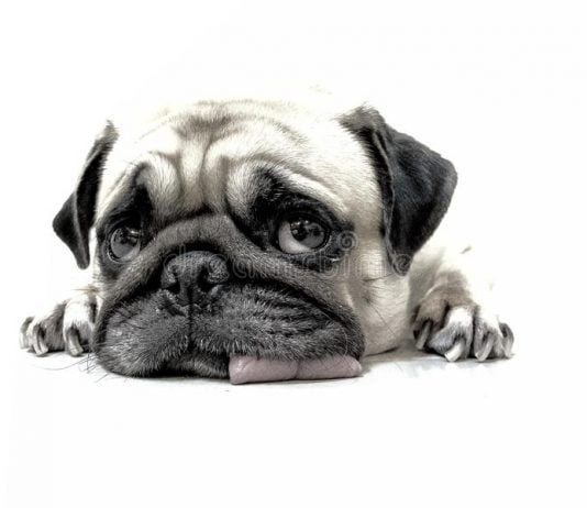 Do Dogs Actually Fake The Puppy Face Look?