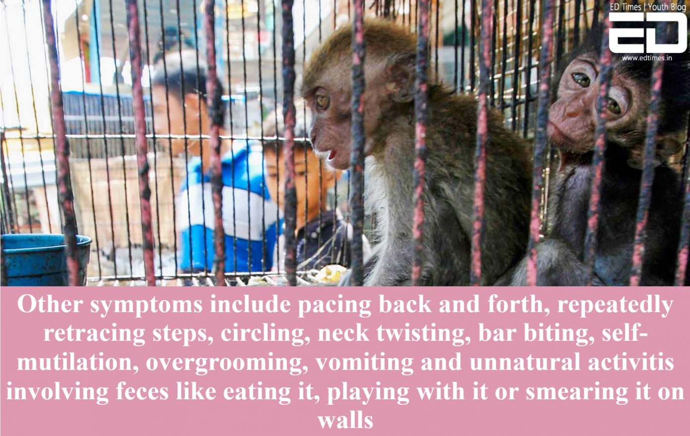 In Pics The Harsh Reality Of Zoos Animals Suffering From Depression