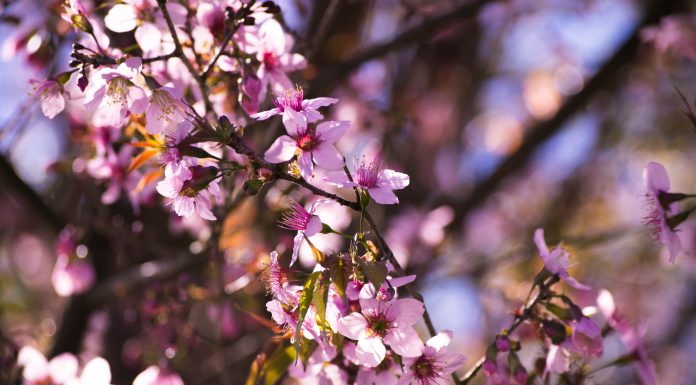 Shillong Cherry Blossom Festival Is A Delightful Joy Ride Contrary To The Hype: We LivED it shillong