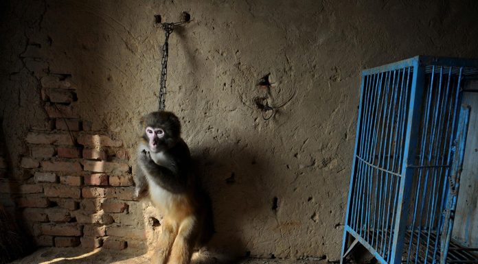 In Pics: The Harsh Reality Of Zoos: Animals Suffering From Depression zoo