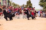 Yak dance-min