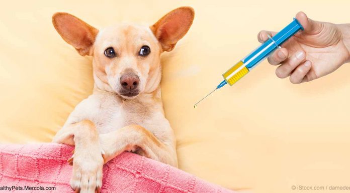 Watch: Vaccine Overdose Is Killing Your Pet And It Needs To Stop Now! vaccine overdose
