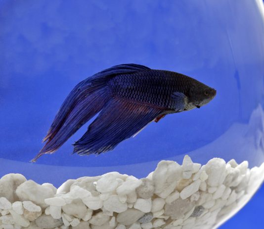 depression in fishes