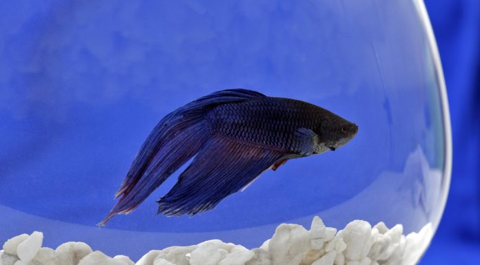 Depression In Fishes Is Real And It’s High Time We Are Aware Of It depression in fishes