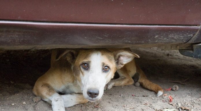 Mass Killing Of Stray Dogs Is Common In India: Time To Prevent Rising Cruelty Towards Stray Dogs stray dogs
