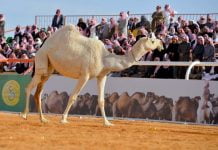 Saudi Arabia Has Botox, Plastic Surgery & A Beauty Pageant For ‘Camels’ beauty pageants for camels