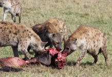 Human Beings Have Become More Like These Selfish Animals In The Current Day And Age selfish animals