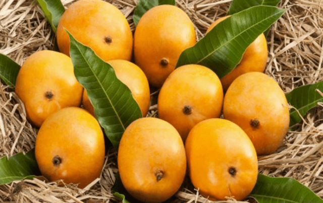 The Guardians of Alphonso Mangoes