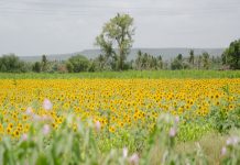 Young People Are Getting Together To Increase Indian Farmers’ Income: Here’s How horticulture