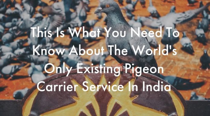 Watch: India’s Pigeon Police Service: The World’s Last Surviving Pigeon Post
