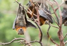 Sarsai Is A Village In Bihar That Worships Bats