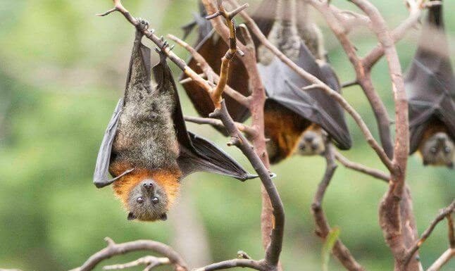 Sarsai Is A Village In Bihar That Worships Bats