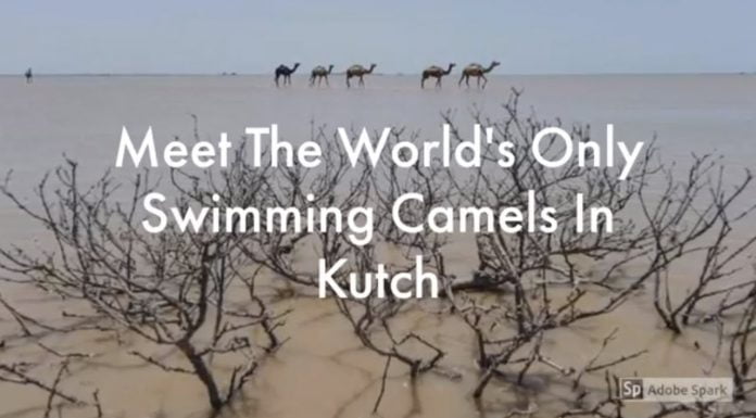 Watch: Take A Look At The Swimming Camels Of Kutch
