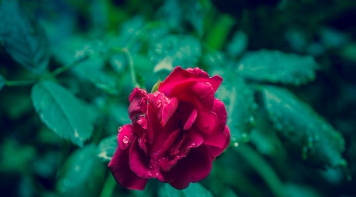 Watch: Learn The Science Behind The Smell Of Rain Which Can Be Immortalised In Bottles