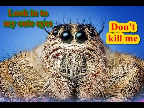 Killing spiders,bugs or ants